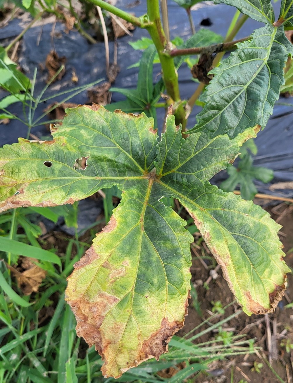 Okra leaves infected with verticillium. Edges of leaves are brown.